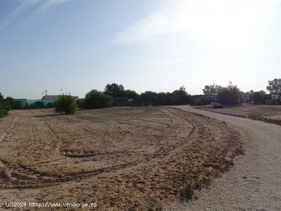  Parcela rústica de 3650 m2 vallada en el Campo de Elche / La Hoya - ALICANTE 