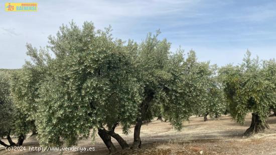 Finca de olivar en buena ubicación - CORDOBA