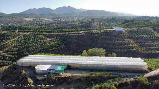 VIVERO EN PRODUCCIÓN - MALAGA