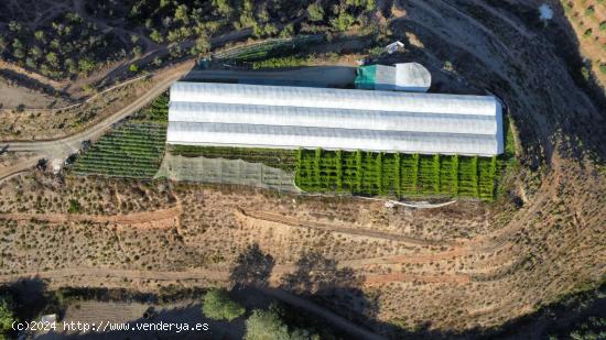 VIVERO EN PRODUCCIÓN - MALAGA