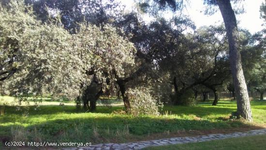 PRECIOSA PARCELA EN LA JULIANA - SEVILLA