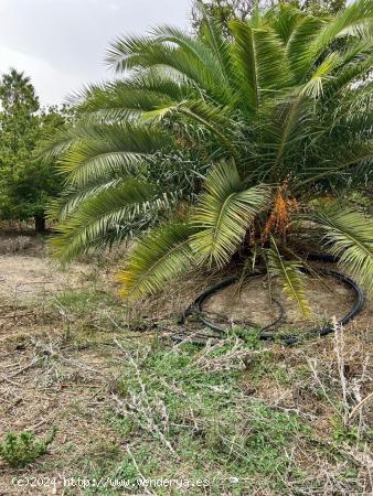 TERRENO URBANO Y RUSTICO CERCANO A VEJER - CADIZ