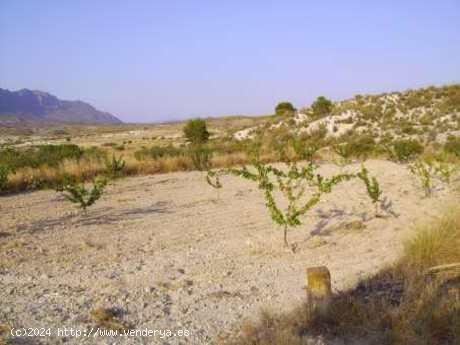 Se Vende en Calasparra - MURCIA