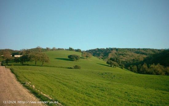 se vende finca en Arcos de la Frontera - CADIZ