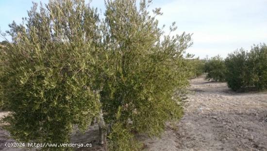 Finca de olivar con nave de aperos - CORDOBA