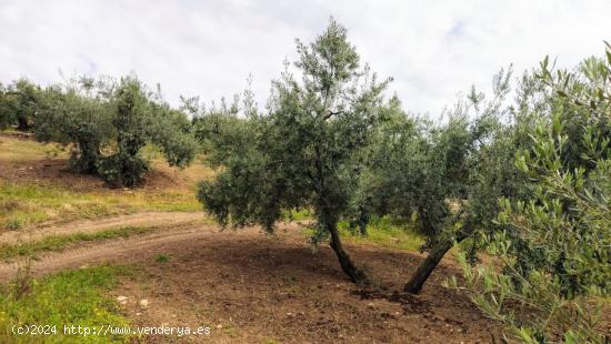 Olivar muy fresco - CORDOBA