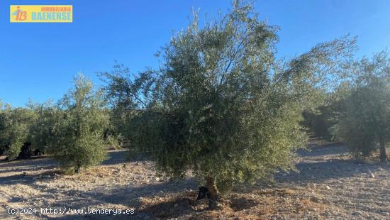 Olivar intensivo en buena ubicación - CORDOBA