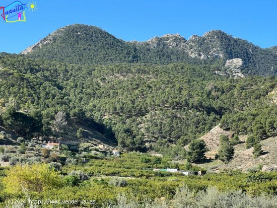 TERRENO CON RIEGO DE GOTEO EN LA SIERRA DE RICOTE - MURCIA