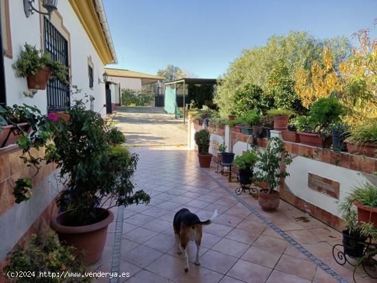 MAGNIFICO CORTIJO RUSTICO CON CHALET EN LA PILARICA ( PUEBLA DEL RIO) - SEVILLA