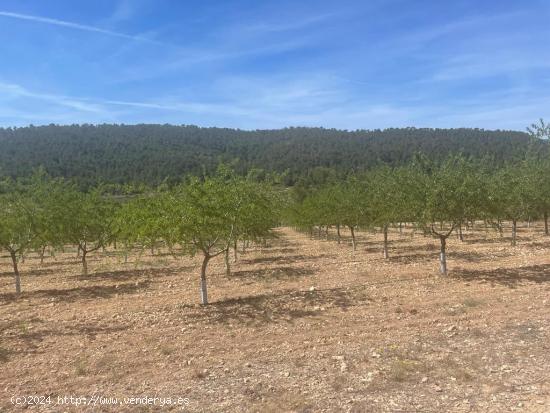  VENTA DE PARCCELA EN LA ROMANA (ALICANTE) - ALICANTE 