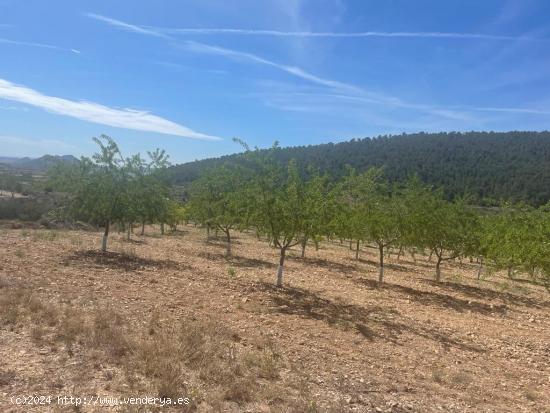 VENTA DE PARCCELA EN LA ROMANA (ALICANTE) - ALICANTE