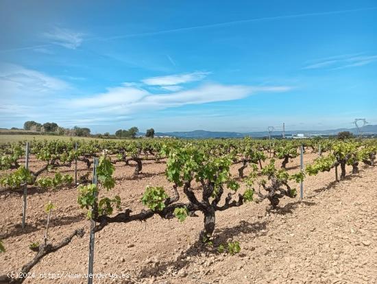 TERRENO AGRICOLA EN ARBOÇ - TARRAGONA