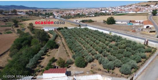 PARCELA RÚSTICA CON VIVIENDA, OLIVOS Y PARRAS - CORDOBA