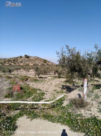 TERRENO RÚSTICO EN BULLAS, ZONA DE  LA COPA DE BULLAS. - MURCIA