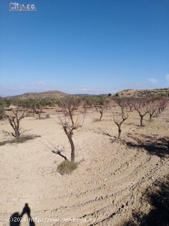 TERRENO RÚSTICO EN BULLAS, ZONA DE  LA COPA DE BULLAS. - MURCIA