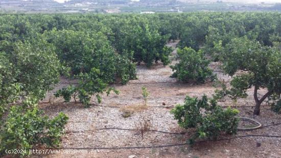 CAMPO DE NARANJOS CON CHALET - VALENCIA