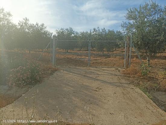 Parcela de Olivos en Pizarra. - MALAGA