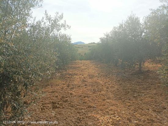 Parcela de Olivos en Pizarra. - MALAGA