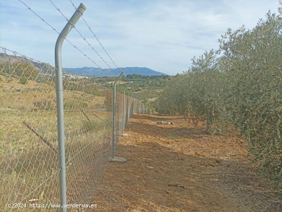 Parcela de Olivos en Pizarra. - MALAGA