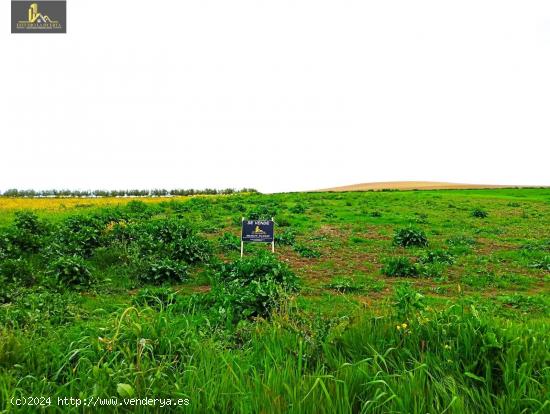 TERRENO  RURAL EN ZONA GILETE - SEVILLA