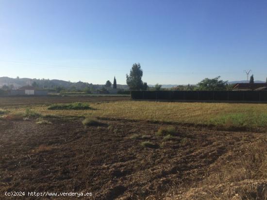 Terreno rural en Molina de Segura zona Ribera de molina. - MURCIA