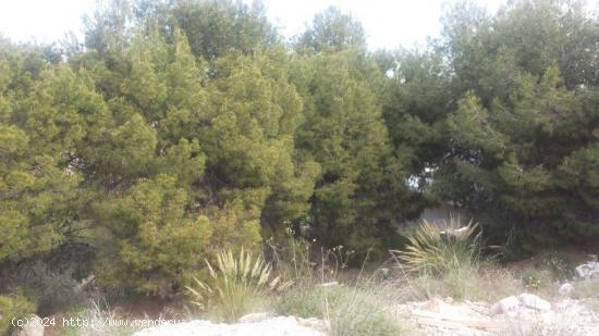 PARCELA EN LAS TORRES DE COTILLAS - MURCIA