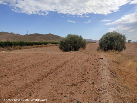 Terreno con edificacion antigua y suministro de luz - MURCIA