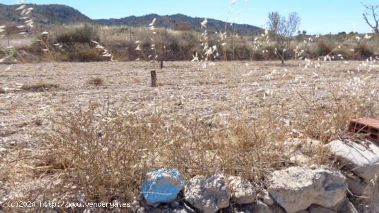 CAMPO EN MONOVAR - ALICANTE