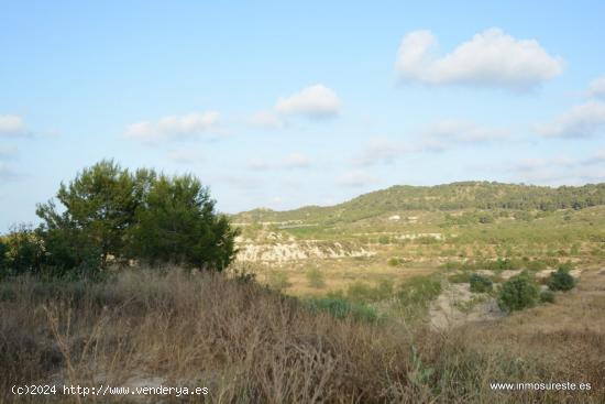 Finca de secano en la pedanía de Torremendo, Orihuela. 17.000 m2. de superficie. - ALICANTE