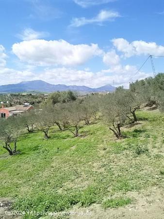 Fabulosa finca con casa y 100 olivos - MALAGA