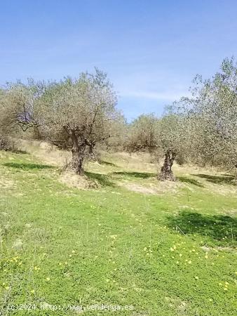 Terreno con olivos en un paraje idílico - MALAGA