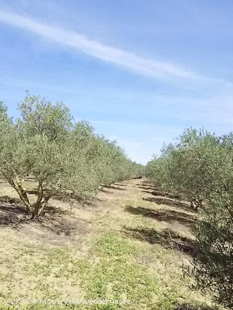 Terreno con olivos en un paraje idílico - MALAGA