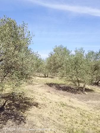 Terreno con olivos en un paraje idílico - MALAGA