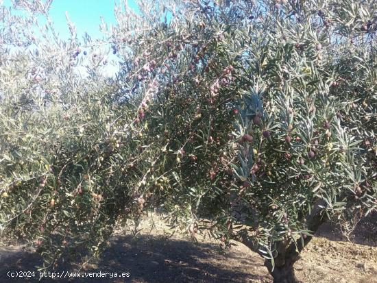 OLIVAR EN LA ZUBIA DE 3.597 M2 - GRANADA