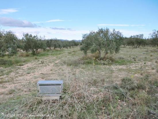 TERRENO RUSTICO - ALICANTE