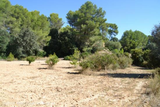 Finca rústica Petra - BALEARES