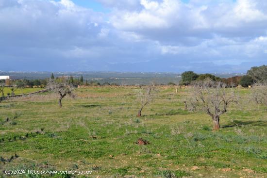 Finca rústica en Manacor - BALEARES