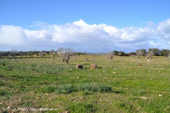 Finca rústica en Manacor - BALEARES