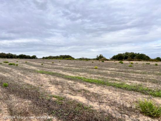 Finca rústica en Petra - BALEARES