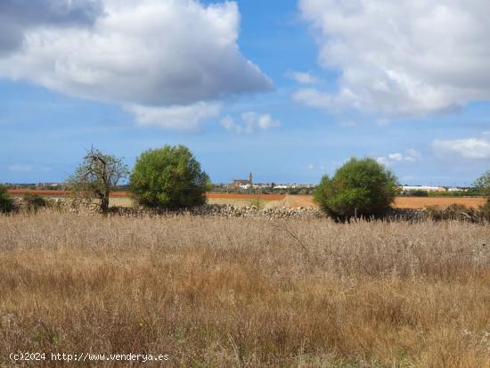 Terreno rústico de más de 18.500 m2 cerca de Ses Salines - BALEARES