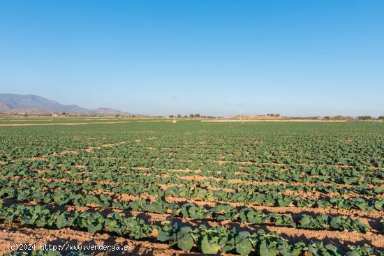 Casa rural con Finca de 26740 m² de regadío en Alhama de Murcia. Cultiva, produce y vive. - MURCIA