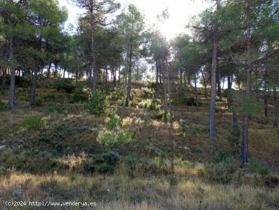 PARCELA EN EL SARGENTO - ALCOY - ALICANTE