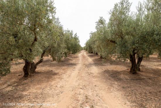 GR2793 -Moraleda de Zafayona - GRANADA