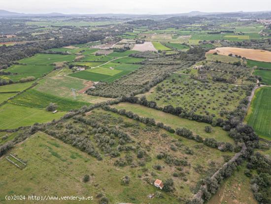 TERRENO RÚSTICO/AGRARIO - BALEARES