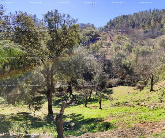 SE VENDE FINCA RÚSTICA EN VENTA EN JABUGO (HUELVA) ESPAÑA. - Jabugo