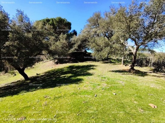 SE VENDE FINCA RÚSTICA EN VENTA EN JABUGO (HUELVA) ESPAÑA. - Jabugo