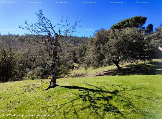 SE VENDE FINCA RÚSTICA EN VENTA EN JABUGO (HUELVA) ESPAÑA. - Jabugo