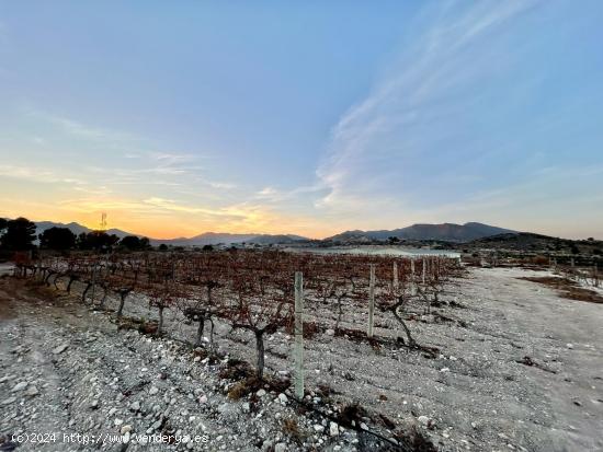 Finca rustica en Novelda - ALICANTE