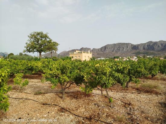 Gran finca rústica en Beniarbeig - ALICANTE