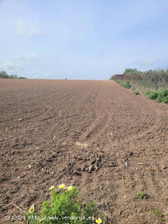 Parcela rustica en Miralmar - CADIZ